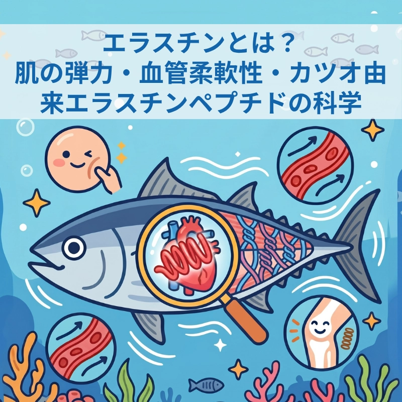 エラスチンとは？肌の弾力・血管柔軟性・カツオ由来エラスチンペプチドの科学