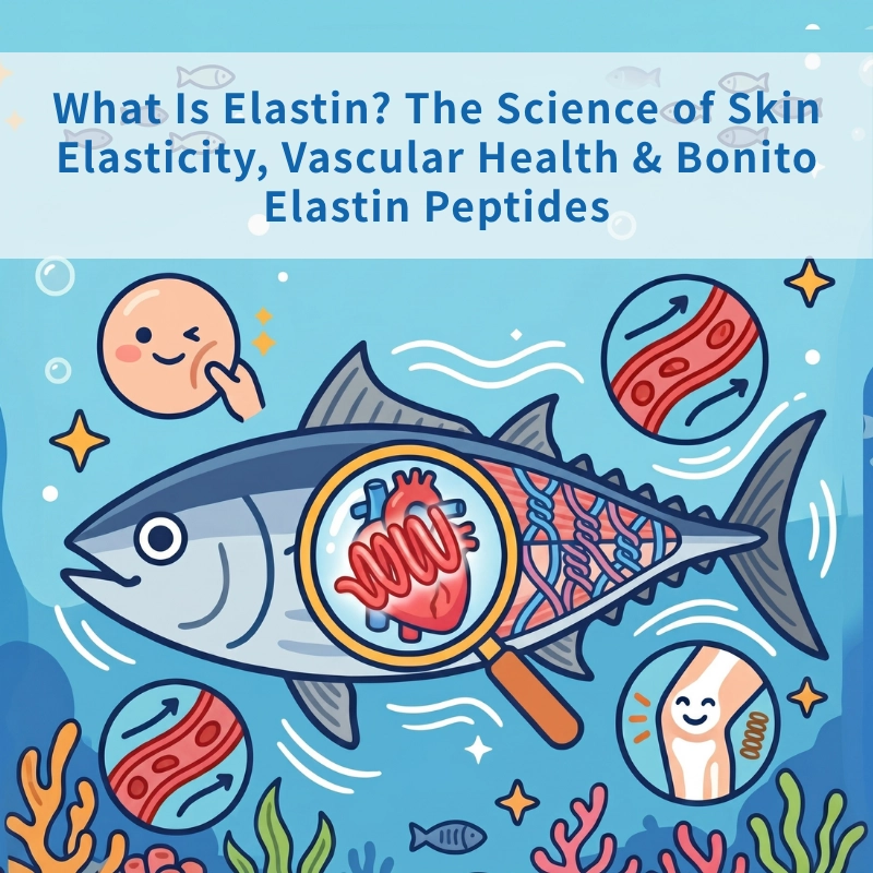 What Is Elastin? The Science of Skin Elasticity, Vascular Health & Bonito Elastin Peptides